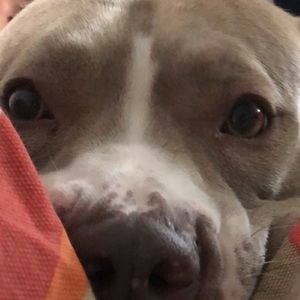 Meet your Posher, Nino